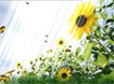 Animated Wallpaper ButterFlies