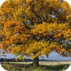 Swedish Autumn theme